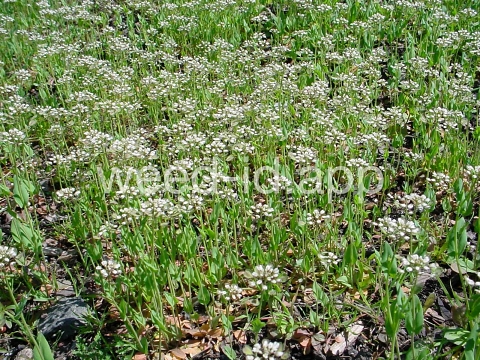 pennycress, thoroughwort
